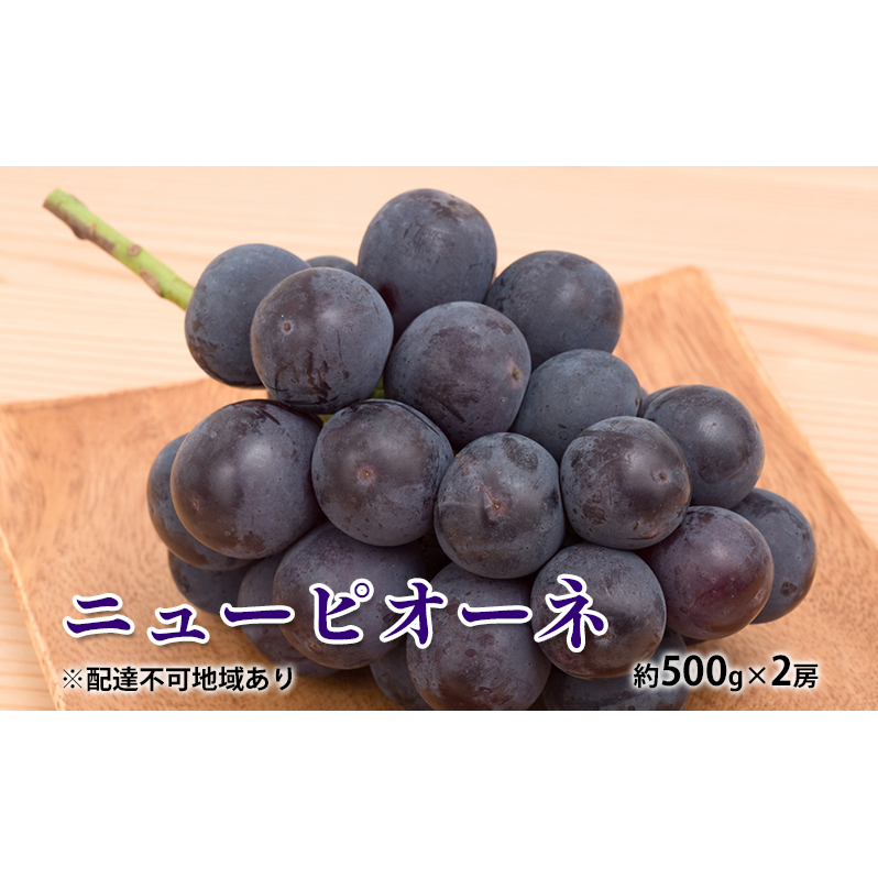 ぶどう 2026年 先行予約 ニュー ピオーネ 約500g×2房 種無し ブドウ 葡萄  岡山県産 国産 フルーツ 果物 ギフト 