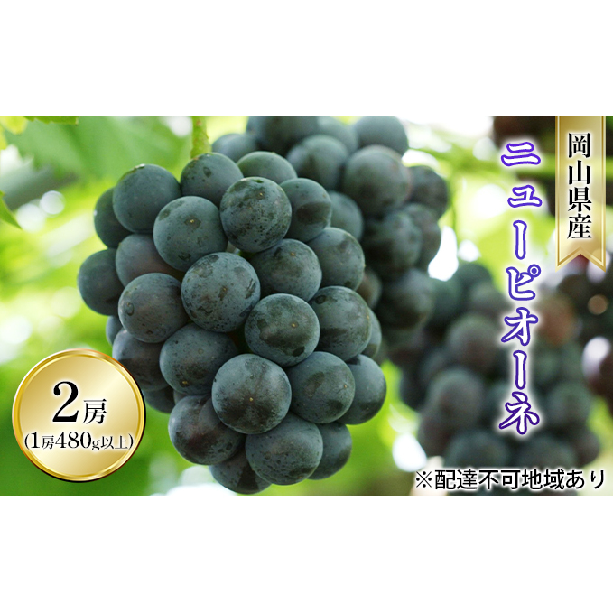 ぶどう 2026年 先行予約 ニュー ピオーネ 2房入り(1房 480g以上 ハウス栽培) ブドウ 葡萄  岡山県産 国産 フルーツ 果物 ギフト