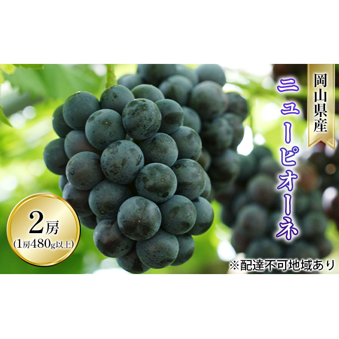 ぶどう 2026年 先行予約 ニュー ピオーネ 2房（1房 480g以上 露地栽培） ブドウ 葡萄  岡山県産 国産 フルーツ 果物 ギフト 