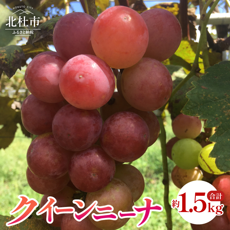 クイーンニーナ 約1.5kg