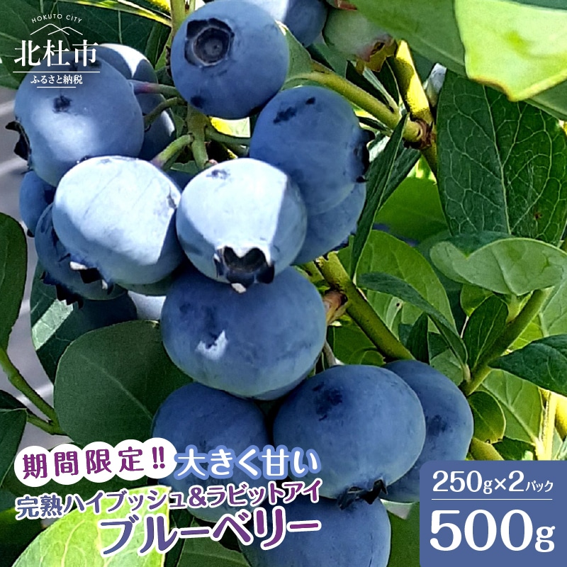 【2026年先行予約】6月～7月発送！大きく甘い、完熟ハイブッシュブルーベリー　500g（250g×2パック）