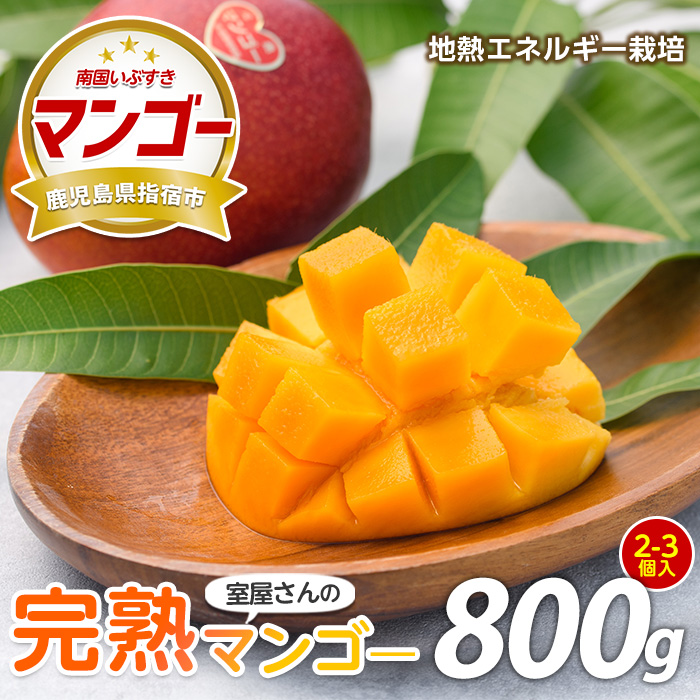 【2026年 発送】室屋さんの完熟指宿産マンゴー約800g 2個~3個入り(中園久太郎商店/016-1758) マンゴー フルーツ 果物 旬 夏 指宿 いぶすき 鹿児島  完熟  お供え 御供 ギフト 贈り物 プレゼント グルメ 南国 南国フルーツ 果実 マンゴー 太陽 国産 鹿児島県産 果汁