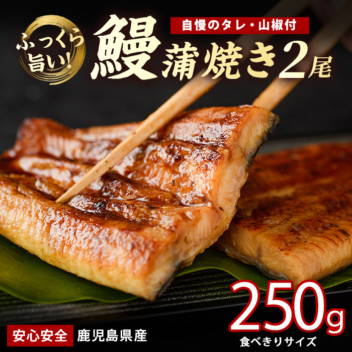 [鹿児島県産]うなぎ蒲焼じっくり焼き約125g×2尾 化粧箱入り(大新/012-2001) 鰻 ウナギ 蒲焼 国産 丑の日 うな重 無頭 ギフト プレゼント 贈り物 贈答 惣菜 総菜 小分け レンジ 簡単 蒲焼き 冷凍 鹿児島県産