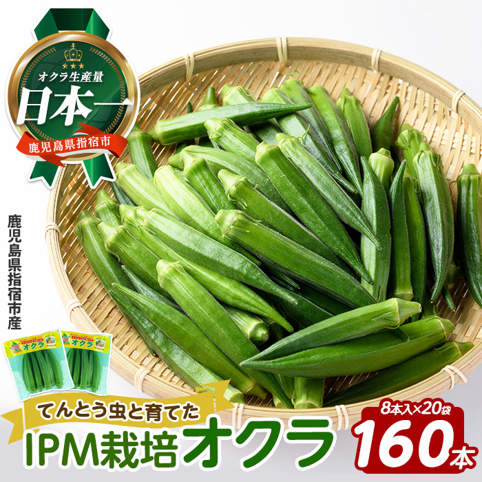 栽培期間中、農薬の使用を抑えた指宿産オクラ160本(8本入×20袋)(エコオクラグループ/010-2006) オクラ おくら 野菜 夏野菜 旬 特産 夏 新鮮 鹿児島県