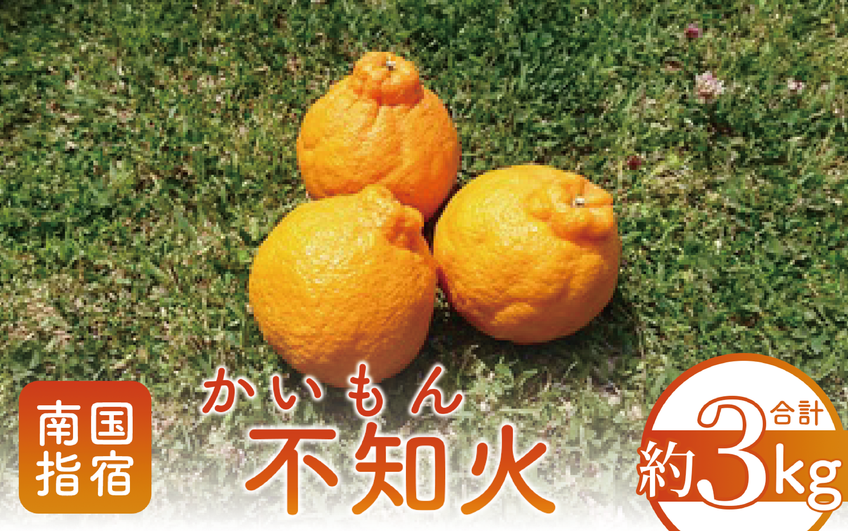 【2026年発送】かいもん不知火 約3kg(迫田果樹園/010-211) しらぬい みかん フルーツ 柑橘 旬 果物 いぶすき 指宿 鹿児島 開聞 完熟 果実 春