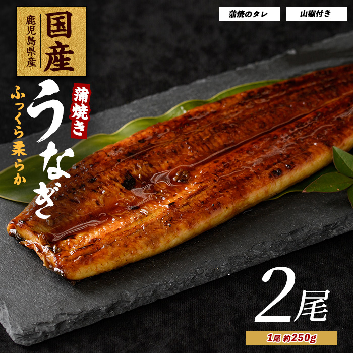 【鹿児島県産】うなぎ蒲焼じっくり焼き約250g×2尾 木目化粧箱入り(大新/020-1107) 鰻 蒲焼 国産 丑の日 うな重 無頭 ギフト ふっくら 小分け レンジ 簡単