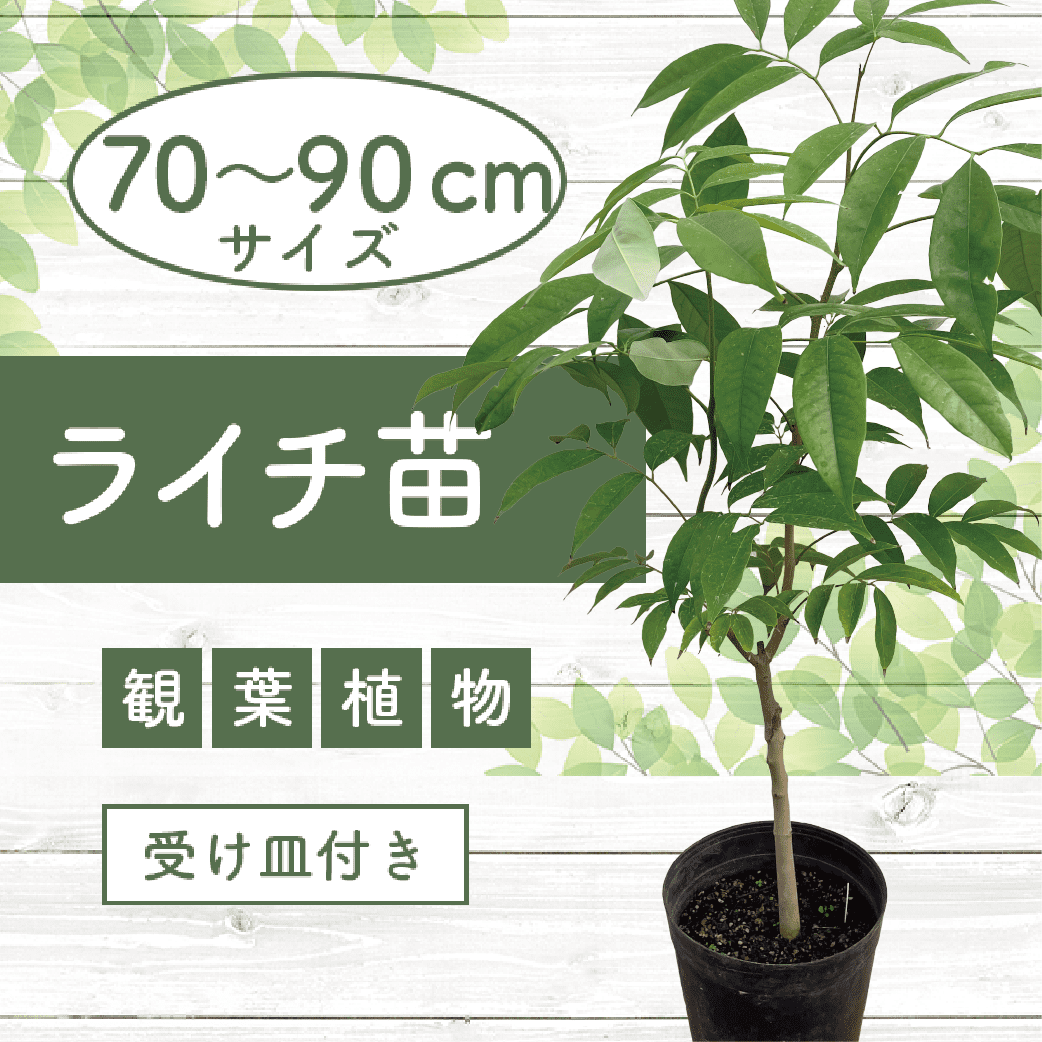 観葉植物】ライチ苗70cm～90cm(前園植物園/035-1492) フルーツ 果物 苗木 国産【配送不可地域：北海道・沖縄県・離島】 |  鹿児島県指宿市 | JRE MALLふるさと納税