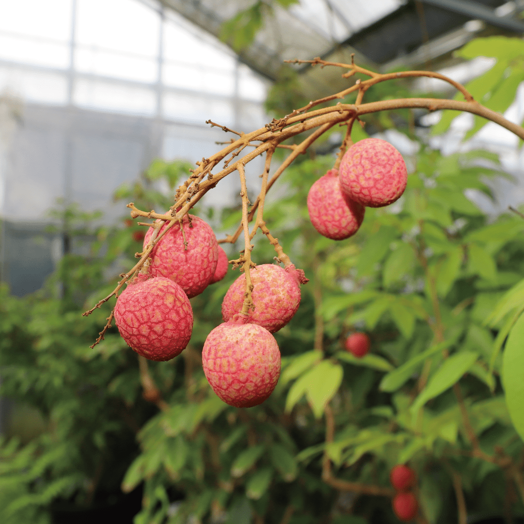 観葉植物】ライチ苗70cm～90cm(前園植物園/035-1492) フルーツ 果物 苗木 国産【配送不可地域：北海道・沖縄県・離島】 |  鹿児島県指宿市 | JRE MALLふるさと納税