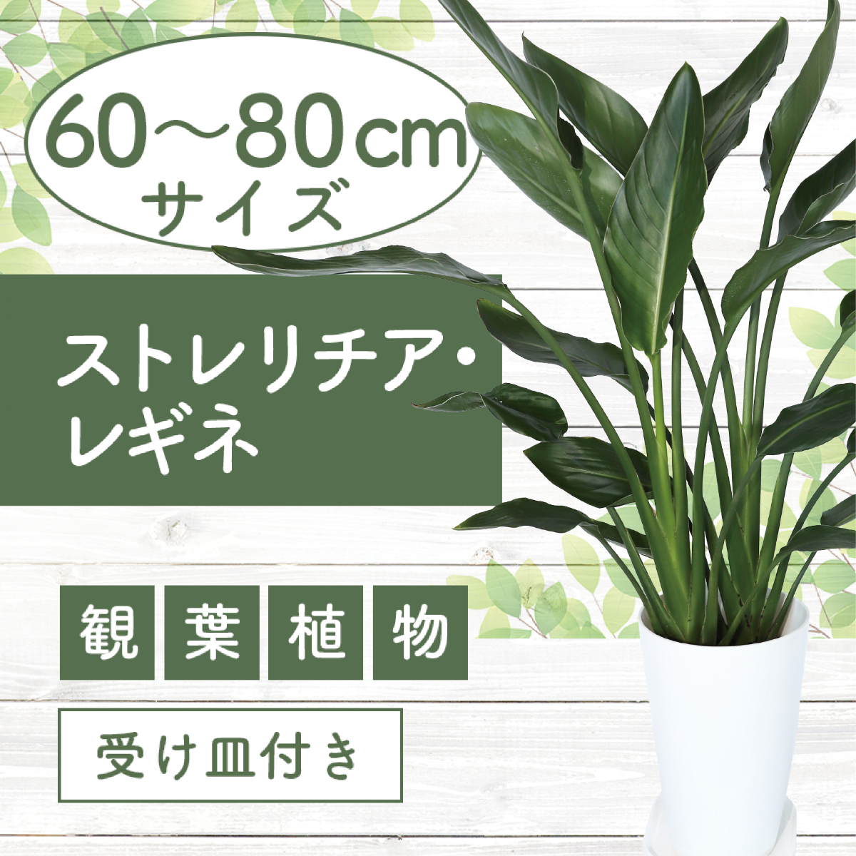 観葉植物】ストレリチア・レギネ【極楽鳥花】60cm～80cm(弓指園芸/016-1536) 植物 鉢付 インテリア 室内 オフィス おしゃれ  マイナスイオン【配送不可地域：北海道・沖縄県・離島】 | 鹿児島県指宿市 | JRE MALLふるさと納税