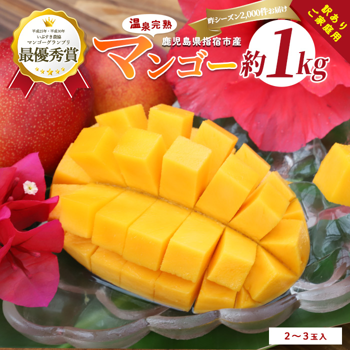 【2025年 発送】【訳あり】鹿児島県いぶすき産 温泉完熟マンゴー約1kg(T&P/016-1750) マンゴー フルーツ 果物 旬 夏 指宿 いぶすき 鹿児島  完熟  グルメ 予約 先行予約 南国 南国フルーツ 果実 マンゴー 太陽 国産 鹿児島県産 果汁 規格外