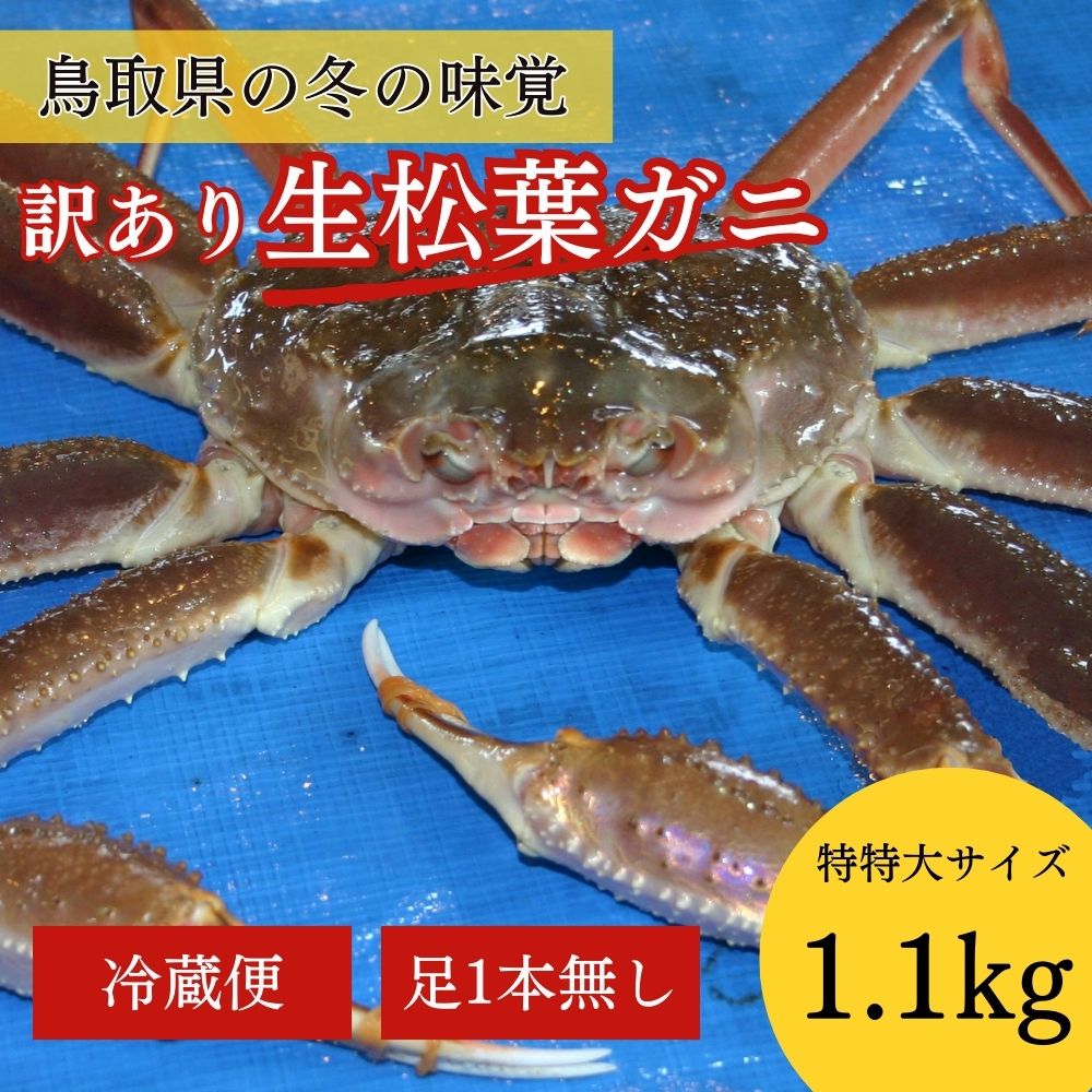 [魚倉]足1本なし生松葉ガニ(特特大1,100g以上)訳あり