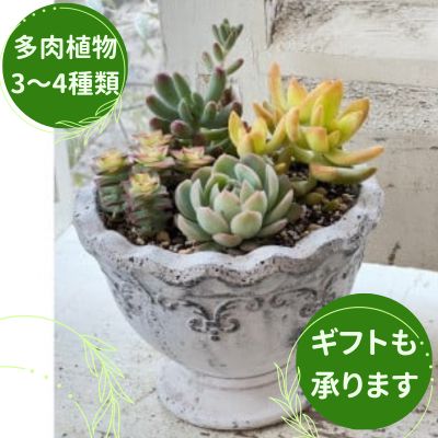 多肉植物の寄せ植え M