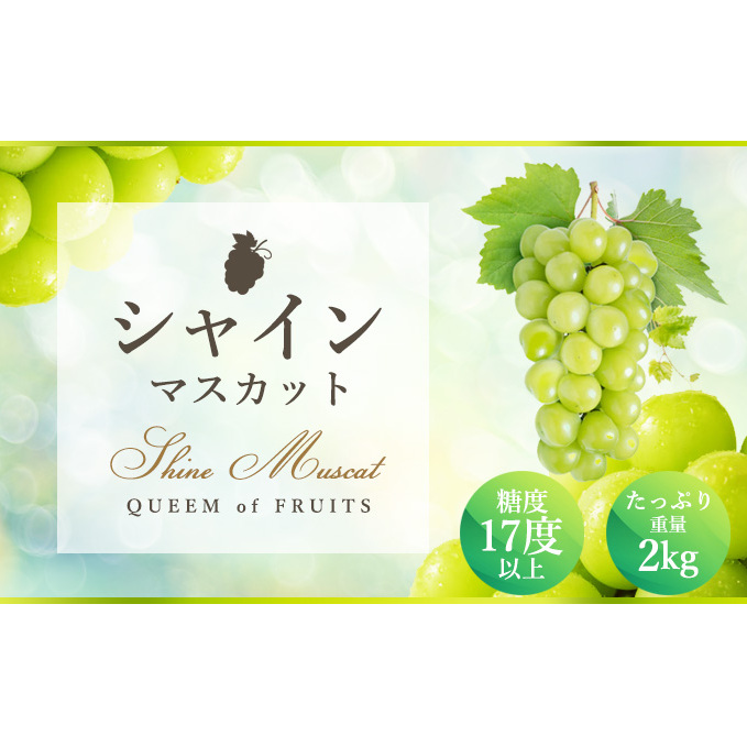 ハウスシャインマスカット 2~5房 2kg 化粧箱 極上 シャインマスカット マスカット 葡萄 ぶどう ブドウ フルーツ 果物 果実 旬の果物 旬のフルーツ ギフト プレゼント 香川 香川県 東かがわ市
