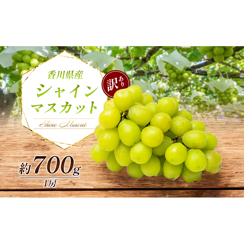 訳あり シャインマスカット 700g 1房 家庭用 香川県産 ぶどう ブドウ 葡萄 マスカット フルーツ 果物 くだもの 旬のフルーツ 旬の果物 不揃い 訳アリ 香川 香川県 東かがわ市