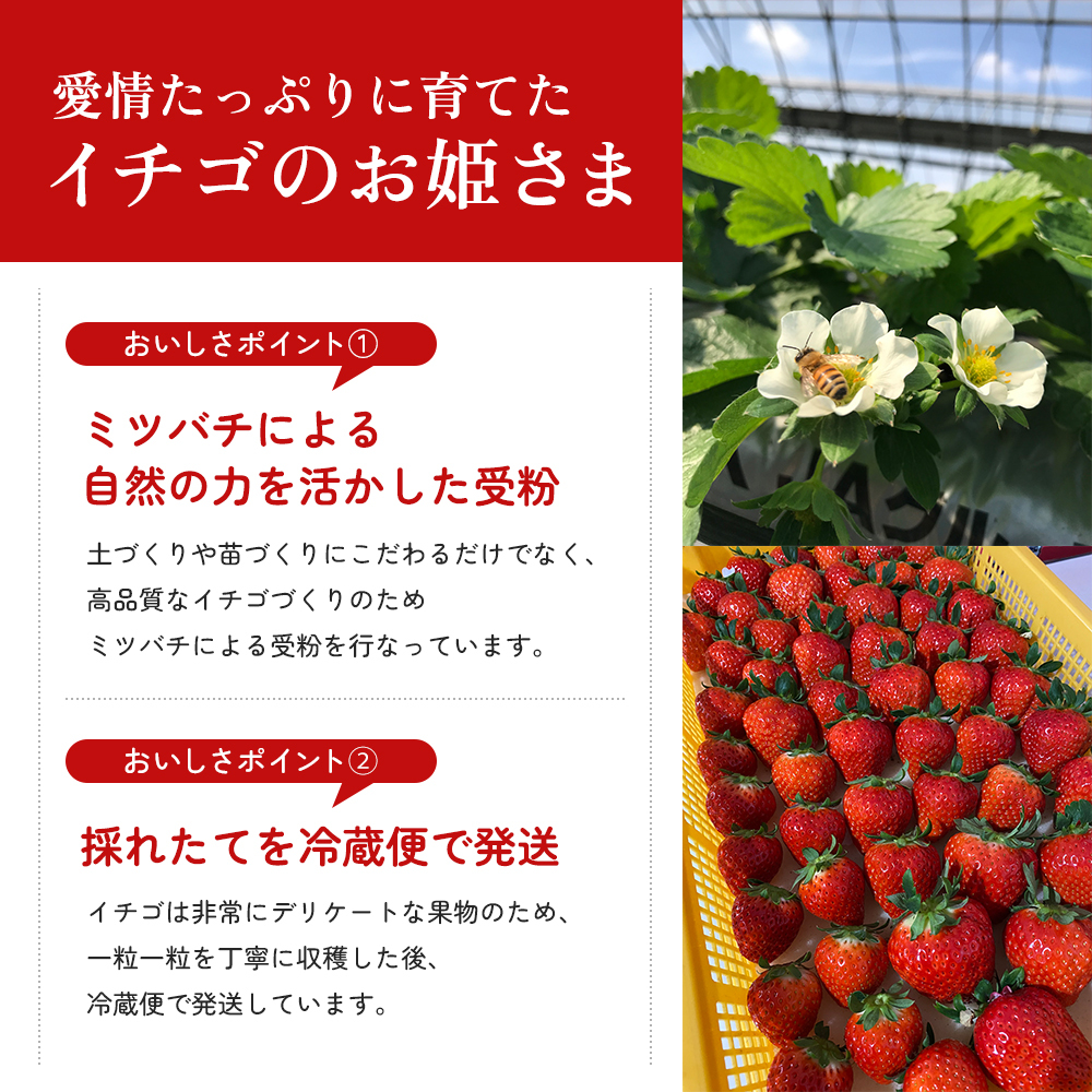 香川県産‼️いちご‼️さぬきひめ‼️10パック‼️2.５キロ‼️ 高評価》 香川県オリジナル品種！ いちご【さぬきひめ】2kg