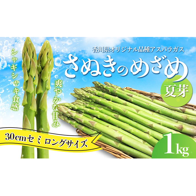アスパラガス【さぬきのめざめ】夏芽30cmセミロングサイズ1kg グリーンアスパラガス 野菜 柔らかい シャキシャキ 旬の野菜 国産 食材 