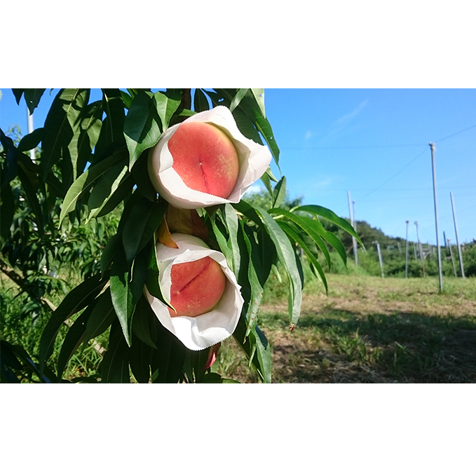 桃 瀬戸の天使 香る桃 5~9玉 3kg 旬の桃 もも モモ ピーチ フルーツ 果物 くだもの 果実 旬の果物 旬のフルーツ 香川 香川県 東かがわ市