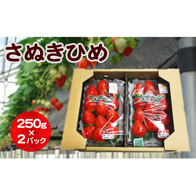 いちご さぬきひめ DXパック 500g (250g×2パック) 香川県産 苺 イチゴ フルーツ 果物 くだもの 旬のフルーツ 旬の果物 大粒 香川 香川県 東かがわ市