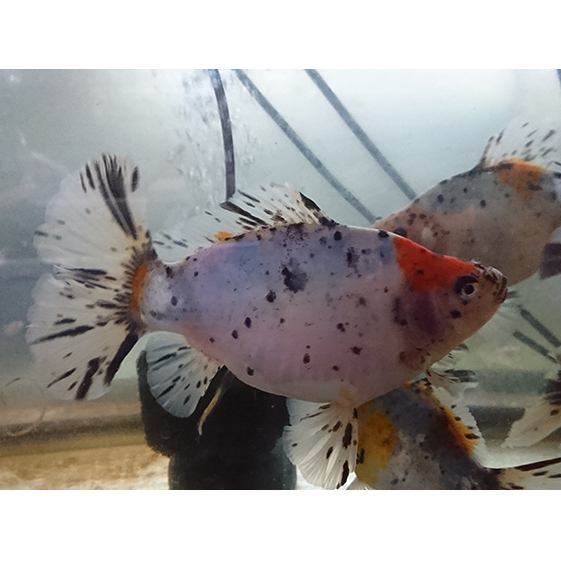 尾がハート型の寿恵廣錦(すえひろにしき) 地域のお礼の品 カタログ 生き物 ガラス水槽 飼育 生体 魚