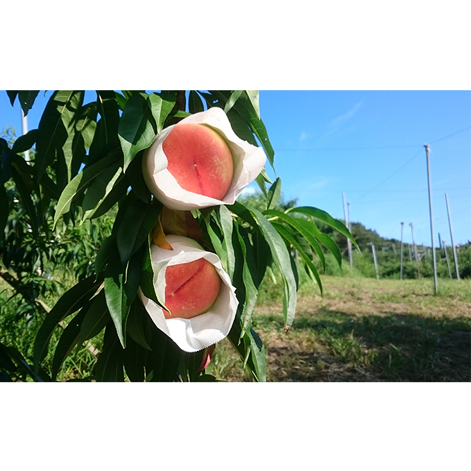 桃 瀬戸の天使 とろける桃 5~9玉 3kg 旬の桃 もも モモ ピーチ フルーツ 果物 くだもの 果実 旬の果物 旬のフルーツ 香川 香川県 東かがわ市