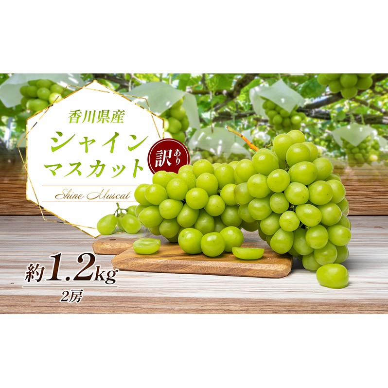 訳あり シャインマスカット 1.1kg 2房 家庭用 香川県産 ぶどう ブドウ 葡萄 マスカット フルーツ 果物 くだもの 旬のフルーツ 旬の果物 不揃い 訳アリ 香川 香川県 東かがわ市