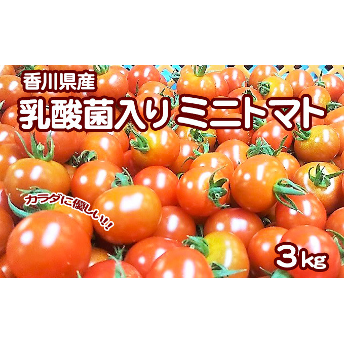 カラダに優しい「乳酸菌入り ミニトマト3kg」初物 野菜 | 香川県 カラダに優しい「乳酸菌入り ミニトマト3kg」初物 野菜 | 香川県