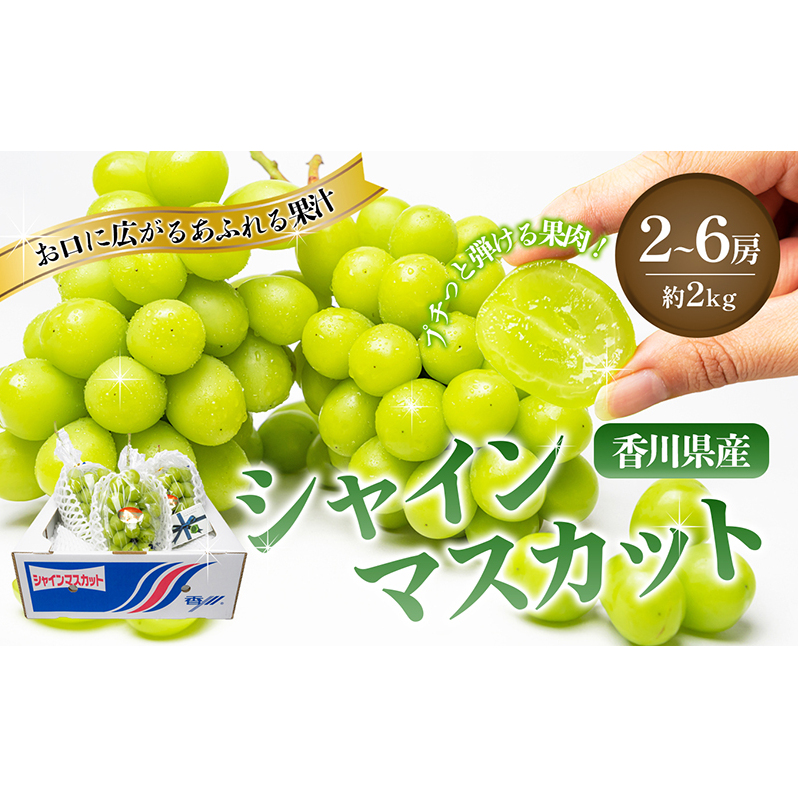 瀬戸内のシャインマスカット 2~6房 (約2kg)  シャインマスカット マスカット 葡萄 ぶどう ブドウ フルーツ 果物 くだもの 果実 旬の果物 旬のフルーツ 香川 香川県 東かがわ市