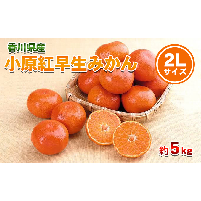 小原紅早生みかん 2Lサイズ 5kg 香川県産 早生みかん みかん ミカン 蜜柑 フルーツ 果物 くだもの 旬のフルーツ 旬の果物 柑橘 柑橘類 大玉 香川 香川県 東かがわ市