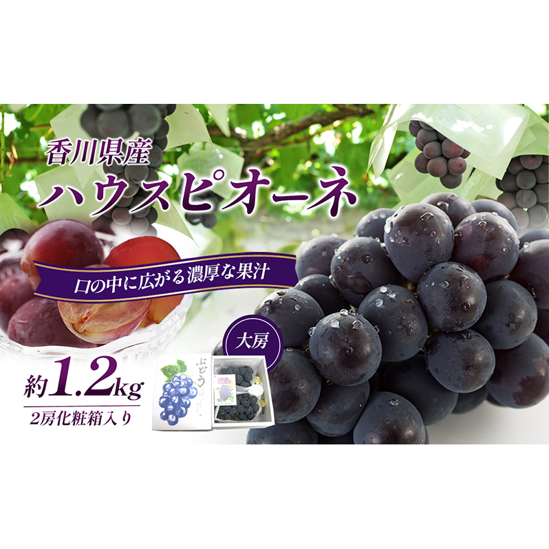 ハウスピオーネ 大房 2房 1.2kg 化粧箱 黒い真珠 ピオーネ 葡萄 ぶどう ブドウ フルーツ 果物 くだもの 果実 旬の果物 旬のフルーツ 贈答用 ギフト プレゼント 香川 香川県 東かがわ市