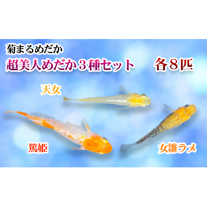 菊まるめだかの【超美人めだか3種セット】計24匹 生き物 メダカ お魚 ペット