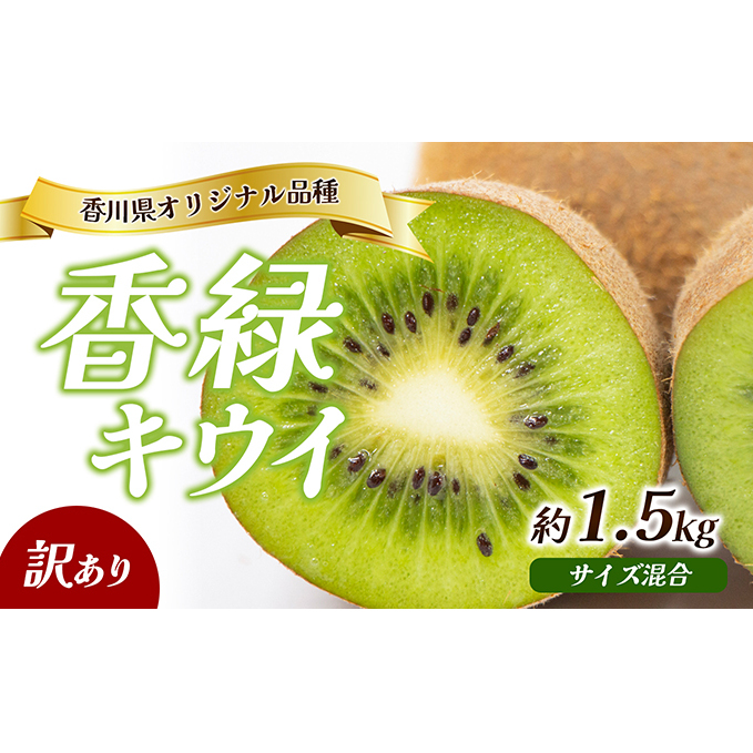訳あり 香緑 キウイ 1.5kg 香川県産 キウイフルーツ キウイ フルーツ 果物 くだもの 旬のフルーツ 旬の果物 不揃い 訳アリ 香川 香川県 東かがわ市