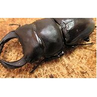 国産オオクワガタペア♂７０ミリ前後・♀お任せ 生き物生き物 