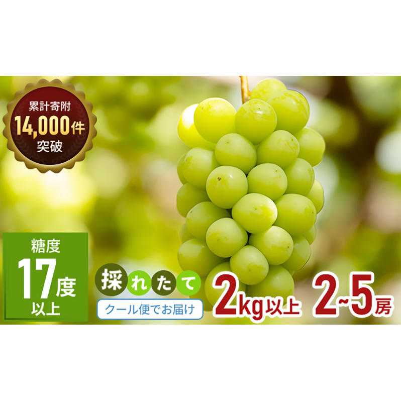 食卓応援品　シャインマスカット（ご家庭用）約2kg 家庭用 マスカット 葡萄 ぶどう ブドウ フルーツ 果物 くだもの 果実 旬の果物 旬のフルーツ 香川 香川県 東かがわ市