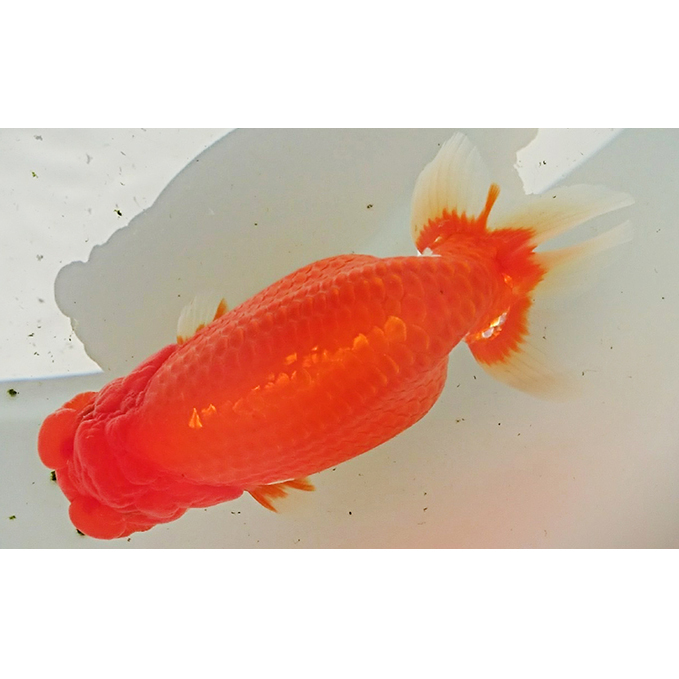 金魚の王様【らんちゅう】（鑑賞・練習用） 生き物 