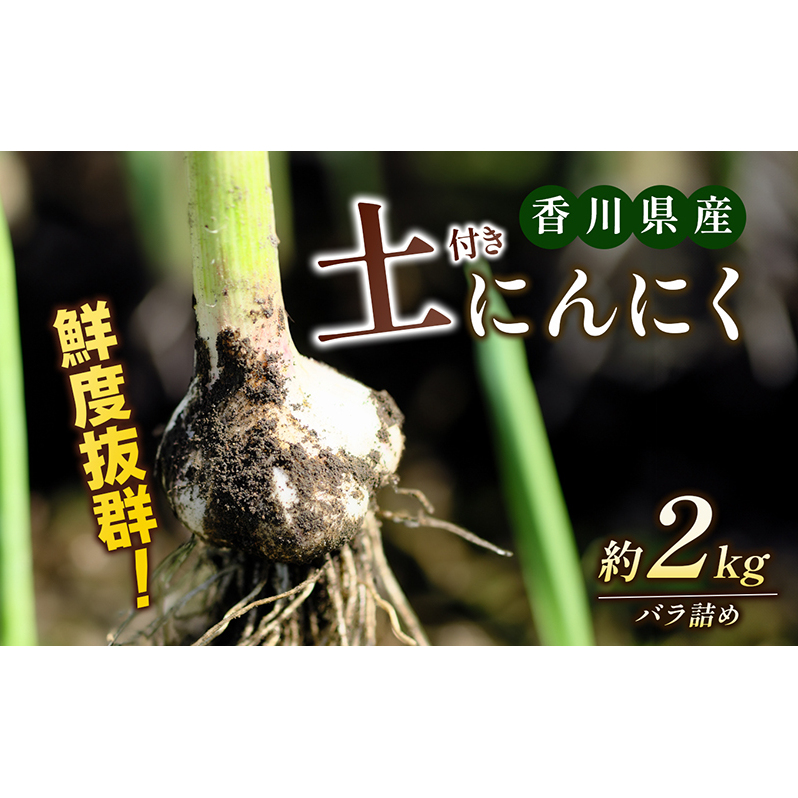 鮮度抜群！土付きにんにく 2kg 野菜 根菜 