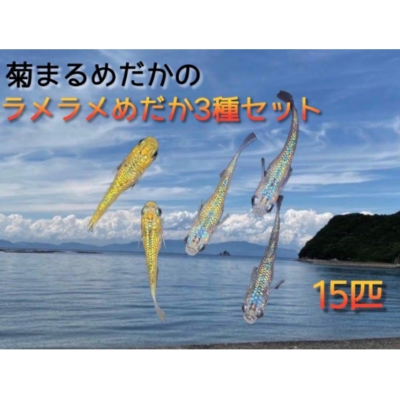菊まるめだかの【ラメラメめだか３種セット】計15匹 生き物 生体 魚 観賞魚 アクアリウム サファイア サボテン サボラメ スズラン スーパーラメ 改 天界 若魚 