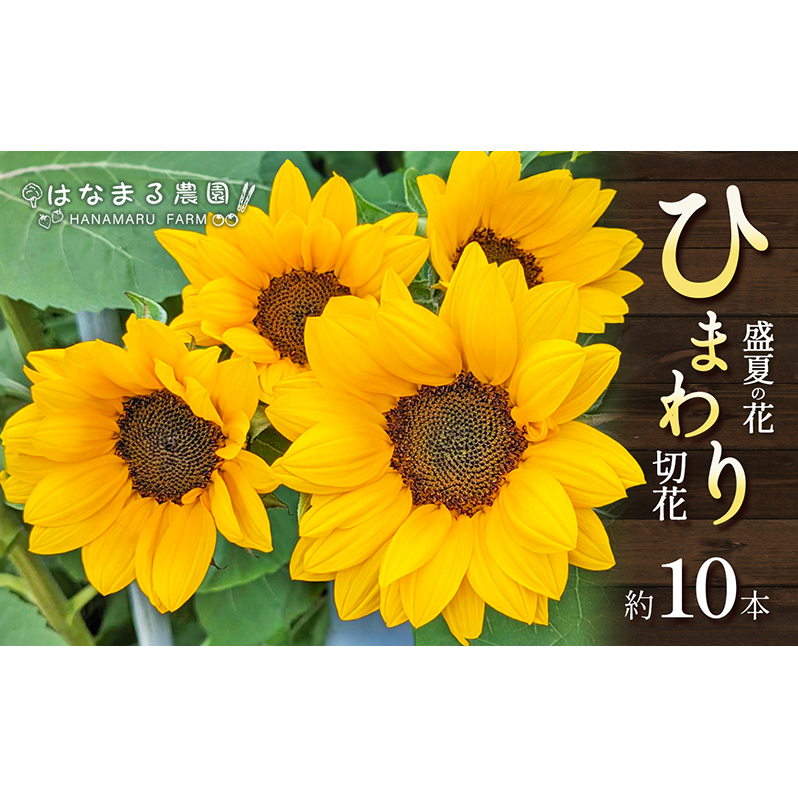 盛夏の花「ひまわり」切り花 10本