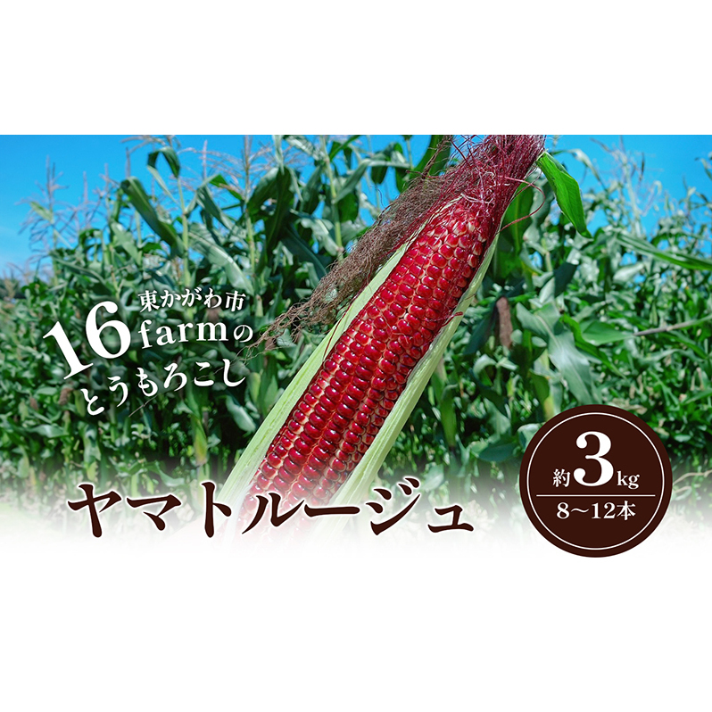 16farmのとうもろこし「ヤマトルージュ」約3kg（8～12本） とうもろこし 野菜 やさい 新鮮 東かがわ