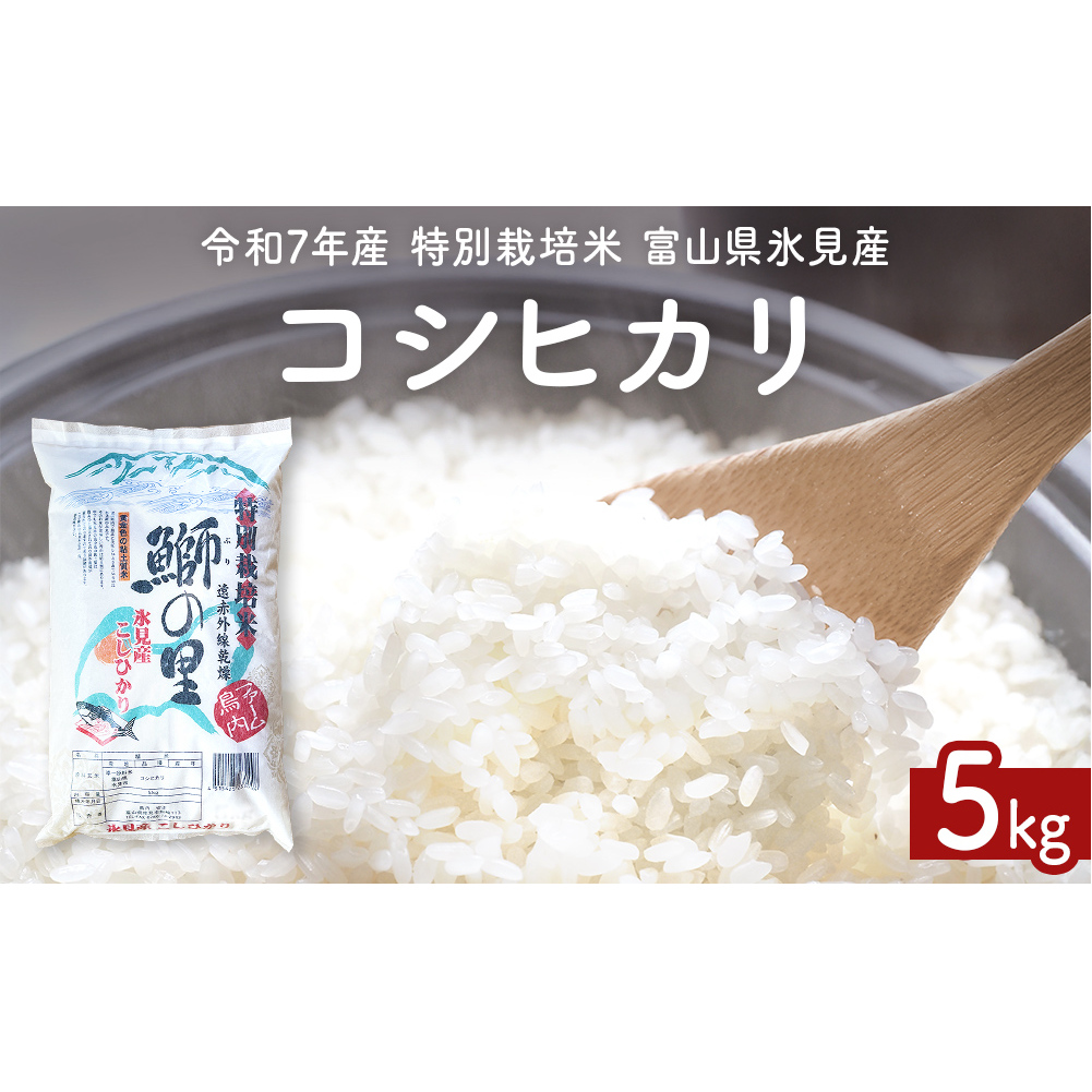 【先行受付】令和7年産 特別栽培米 富山県産コシヒカリ 5kg <2025年9月中旬以降順次発送> 鰤の里 白米 精米 こしひかり 富山県 氷見市