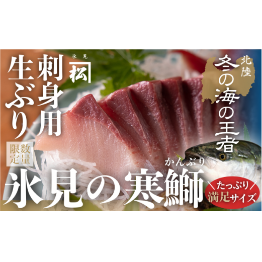 【先行予約】【魚問屋直送】天然「生ひみ寒ぶり」刺身用 約800g