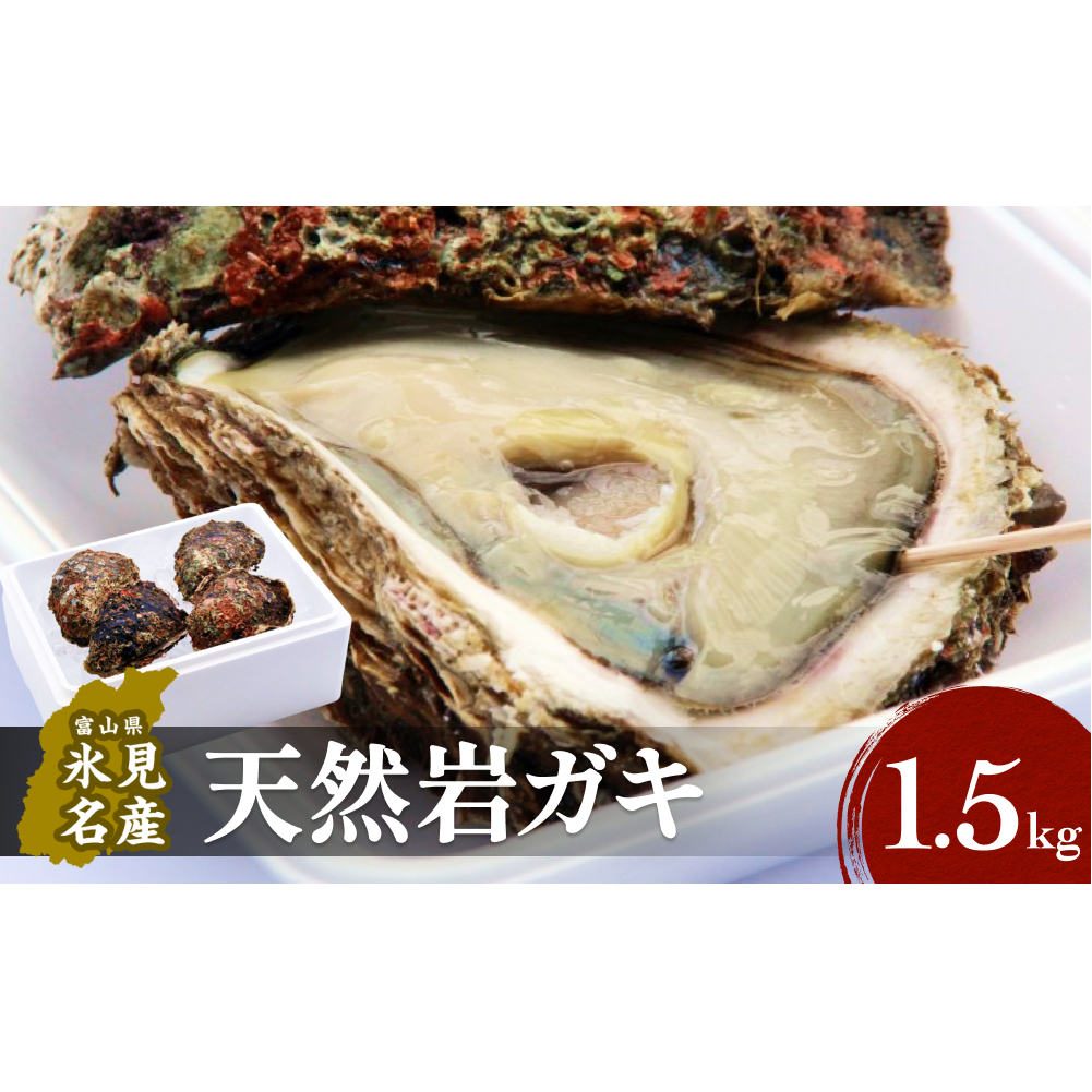 [冷蔵便]生食可能!氷見産 天然岩ガキ 1.5kg(3〜5個入)