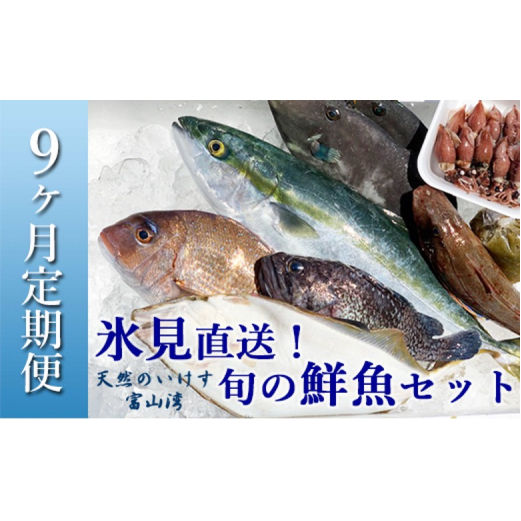 [配送地域限定]天然のいけす 富山湾 氷見漁港 旬の鮮魚セット定期便9ヶ月連続