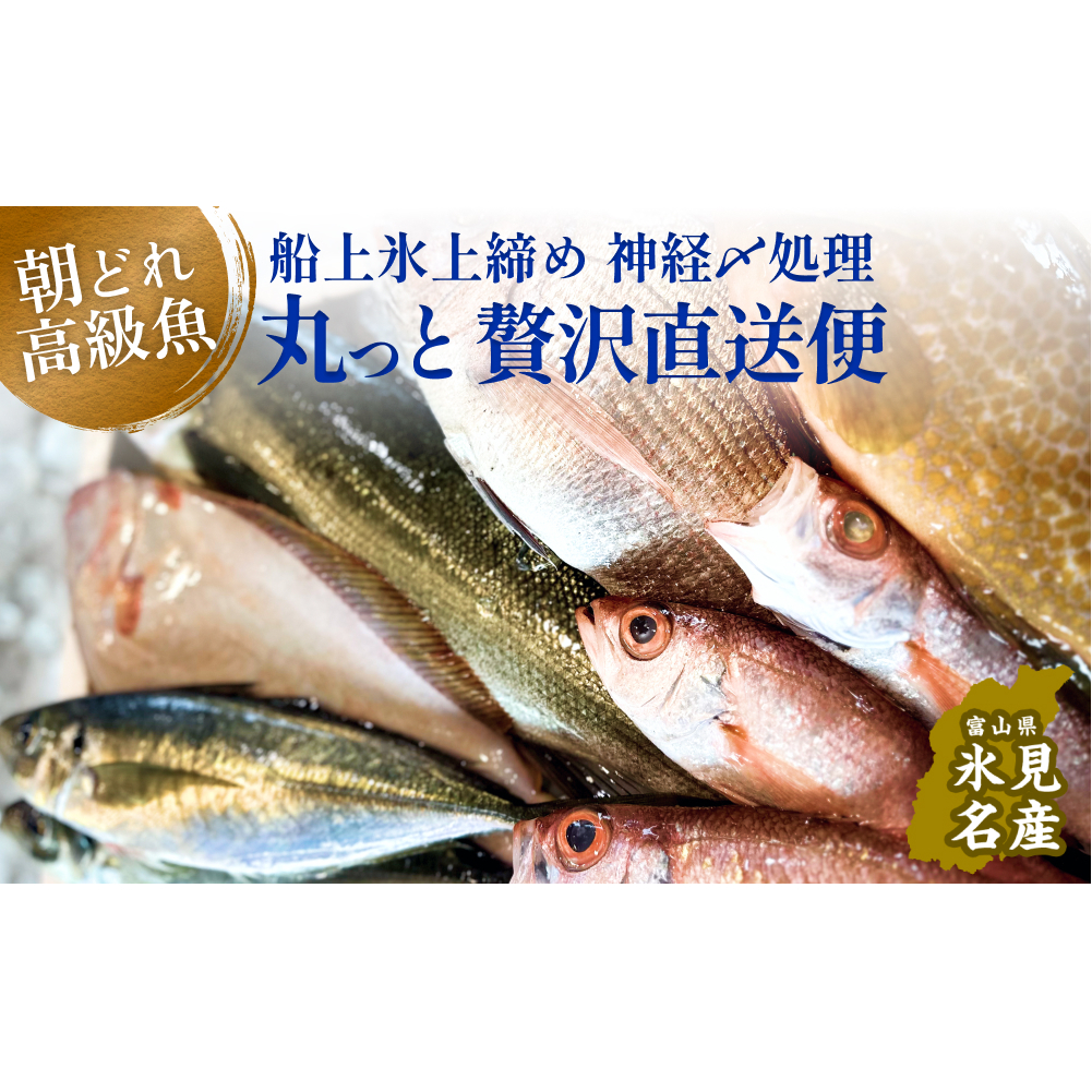 氷見港朝獲れ高級魚!丸っと贅沢直送便! 船上氷上締め 神経〆処理 富山 氷見 直送 詰め合わせ 鮮魚ボックス