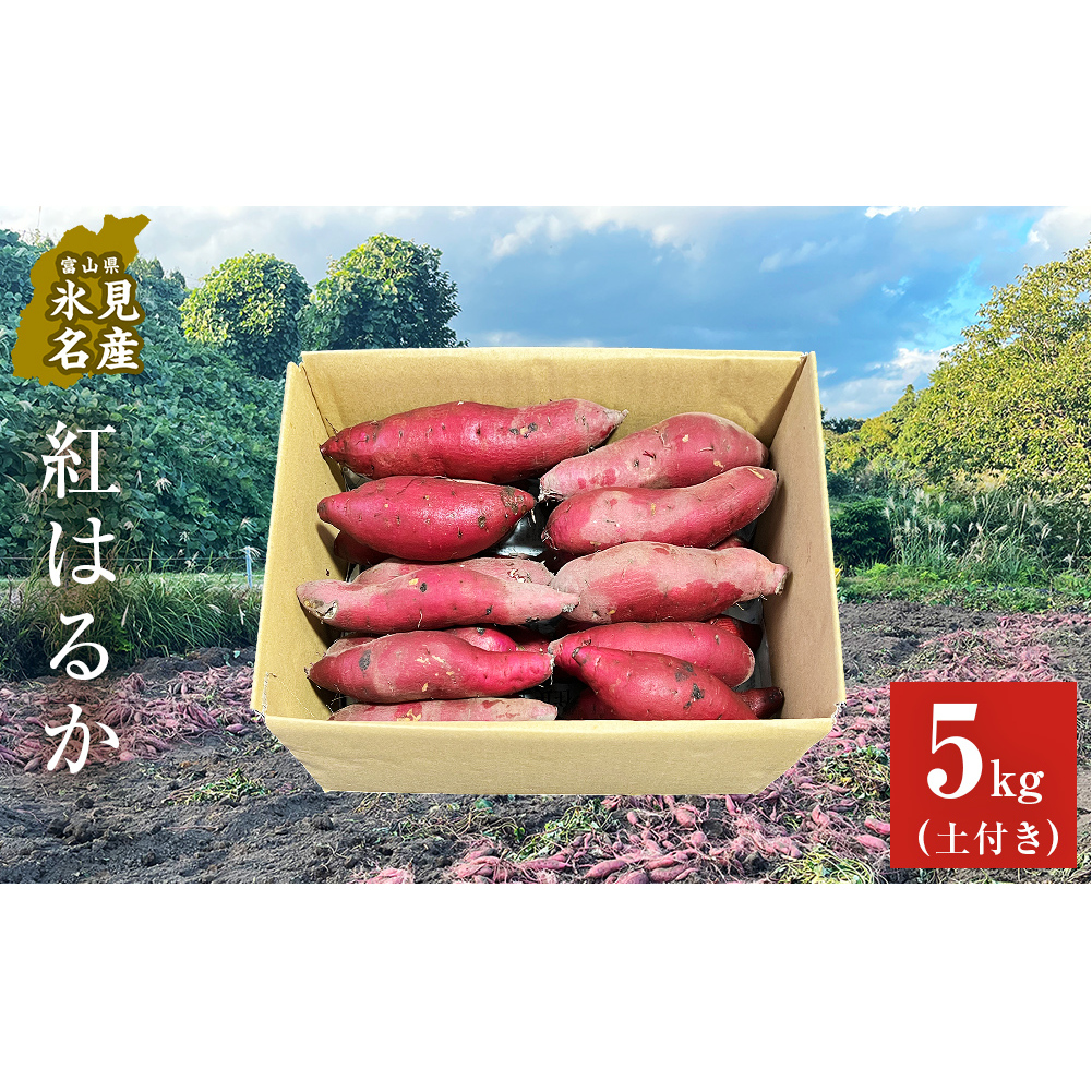 【先行予約】<紅はるか>富山県産 さつまいも 5kg 【2026年12月以降順次発送】 富山県 氷見市 サツマイモ 自然豊か しっとり ねっとり
