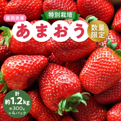 【数量限定】特別栽培あまおう4パック【2025年12月より順次発送】【配送不可地域：離島】【1445836】