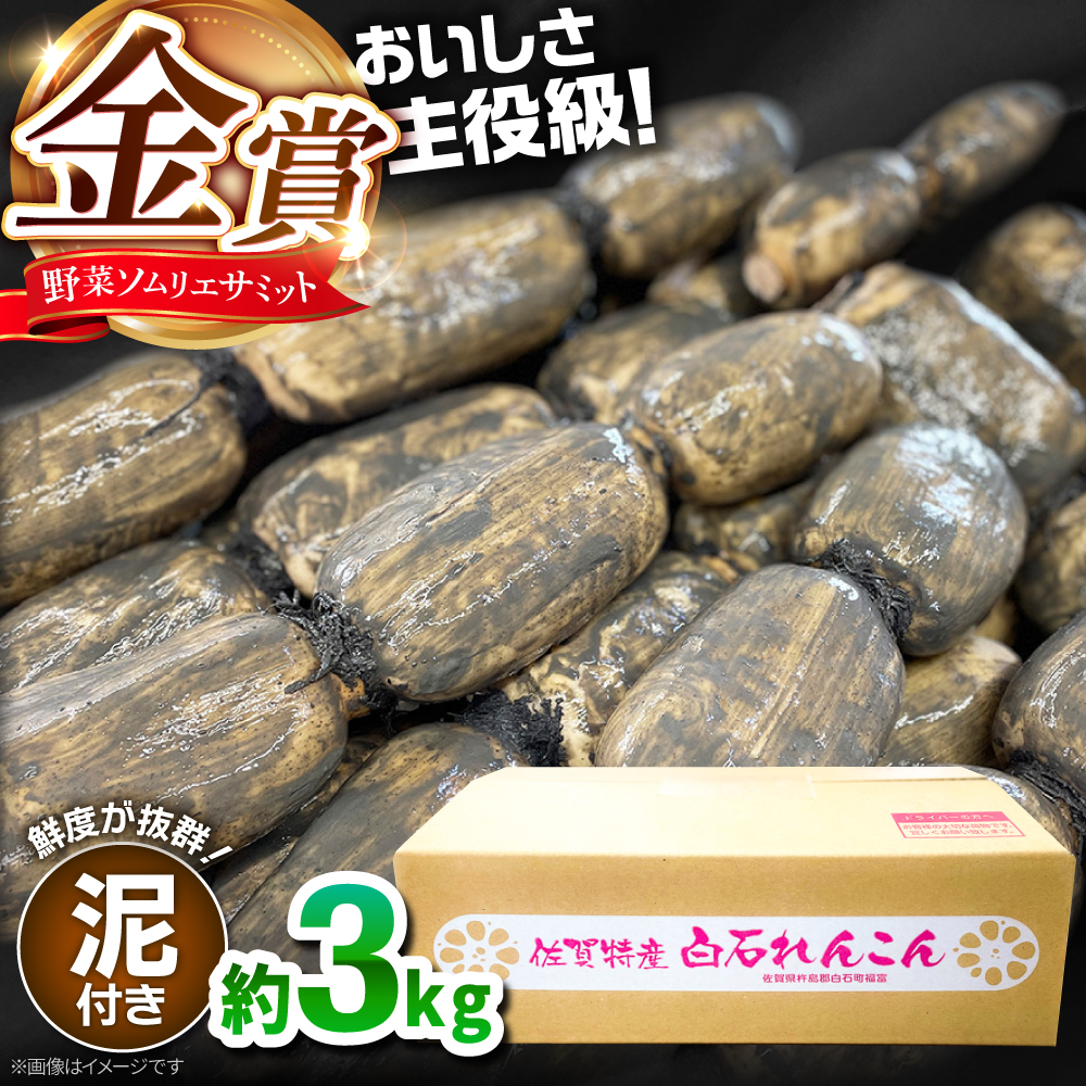 【年内発送】【金賞受賞！】松尾青果のこだわり白石れんこん 約3kg【松尾青果】 [IBD014]