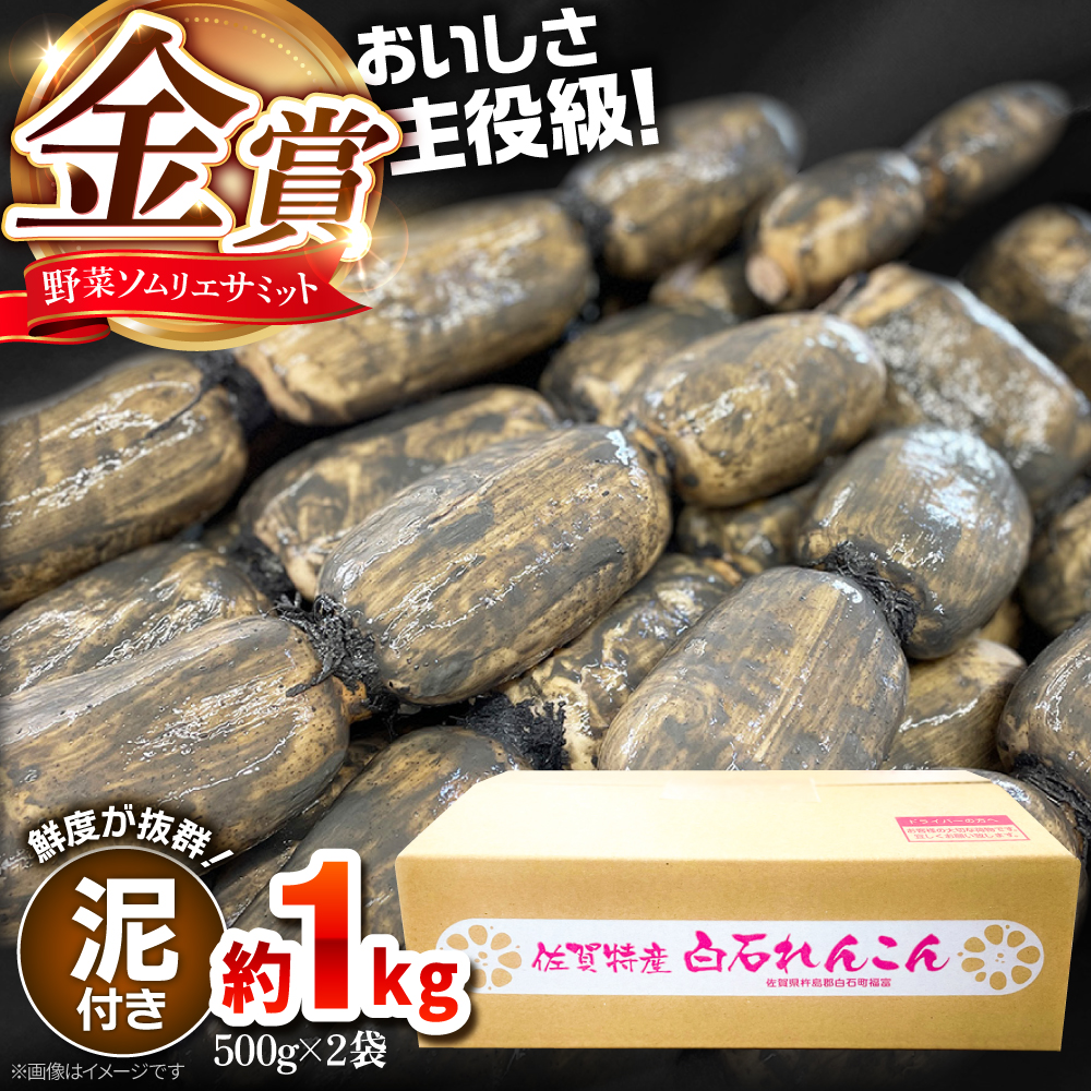 【令和7年10月以降発送】【金賞受賞！】松尾青果のこだわり白石れんこん 約1kg（500g×2袋）【松尾青果】 [IBD015]