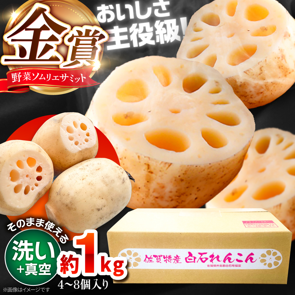 【年内発送】【金賞受賞！】【真空パック】松尾青果のこだわり白石れんこん 約1kg （4-8個入り）【松尾青果】 [IBD016]