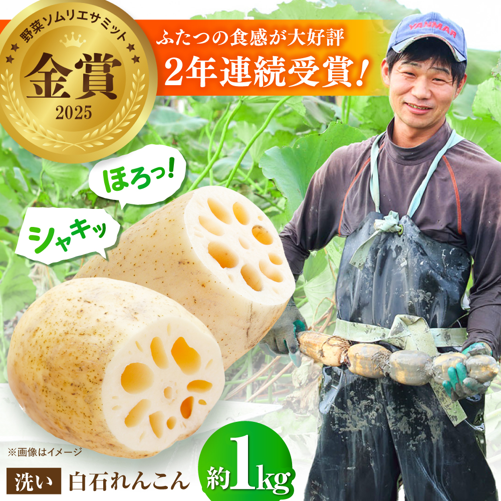【野菜ソムリエサミット金賞】白石町産 絶品洗いれんこん約1kg【野中農園】 [IDC001]