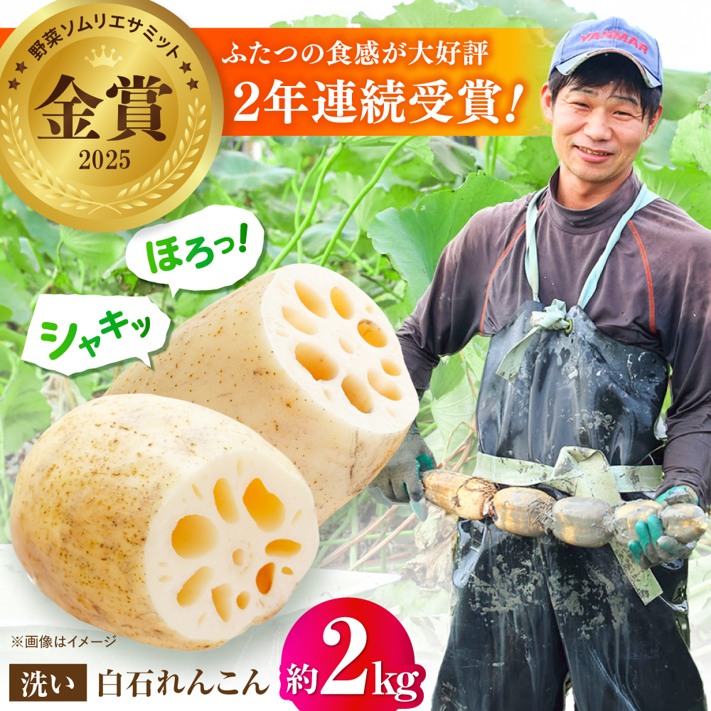 【野菜ソムリエサミット金賞】白石町産 絶品洗いれんこん約2kg【野中農園】 [IDC002]